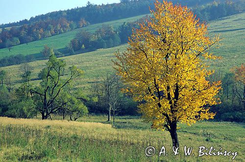 Beskid Niski