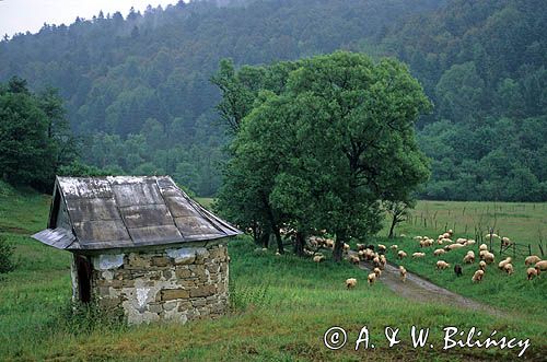 Beskid Niski, owce