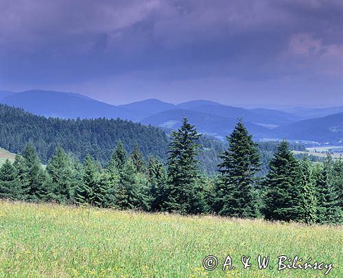 Beskid Niski Widok z Góry Piorun