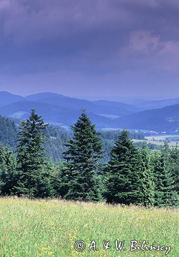 Beskid Niski Widok z Góry Piorun