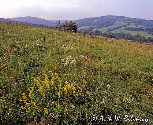 Beskid Niski Biskupi Łan i Polańska