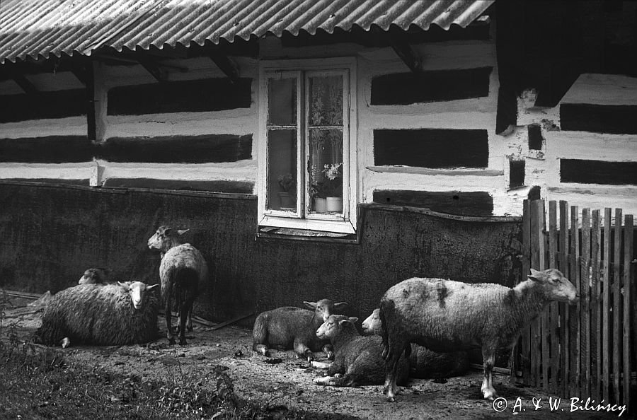 owce przed chatą we wsi Grab, Beskid Niski