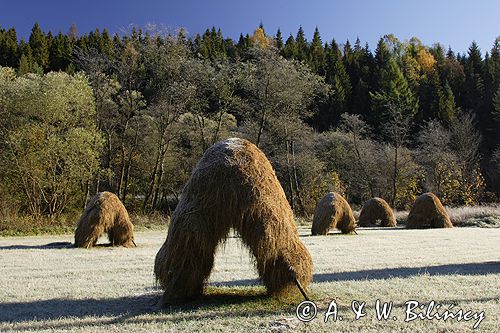 Beskid Sądecki parujące kopki siana o świcie po przymrozku