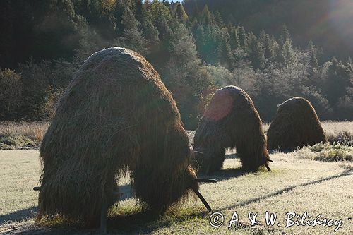 Beskid Sądecki parujące kopki siana o świcie po przymrozku