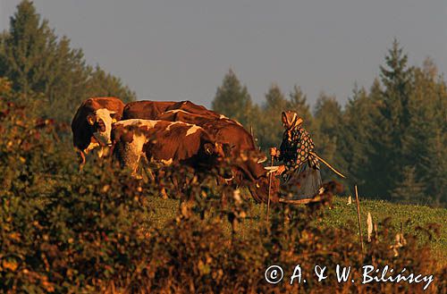 Beskid Sądecki pasterka i krowy