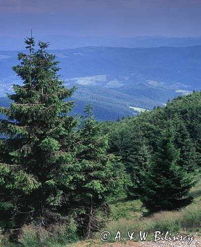 Beskid Sądecki, na Jaworzynie Krynickiej