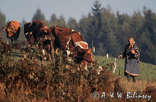 Beskid Sądecki pasterka i krowy