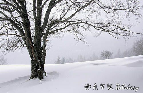 Beskid Sądecki, zima, buk i zamieć śnieżna