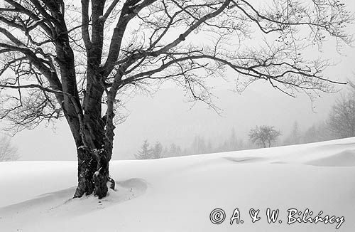 Beskid Sądecki, zima, buk i zamieć śnieżna