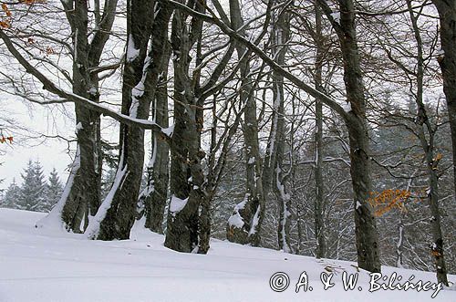 Beskid Sądecki, zima, buki i zamieć śnieżna