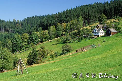 Beskid Śląski, łąka, okolice Wisły