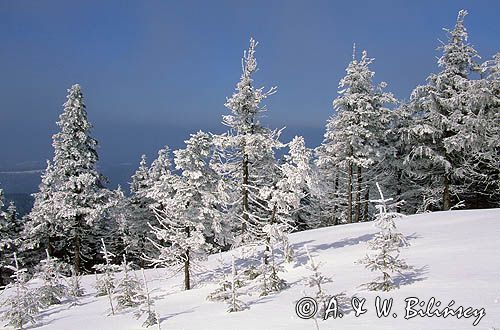 ośnieżone drzewa, Beskid Śląski
