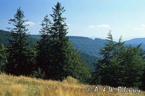 Beskid Śląski widok z Równicy