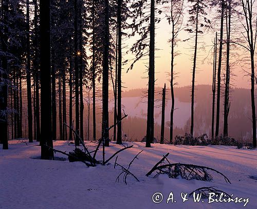 Malinów Beskid Śląski