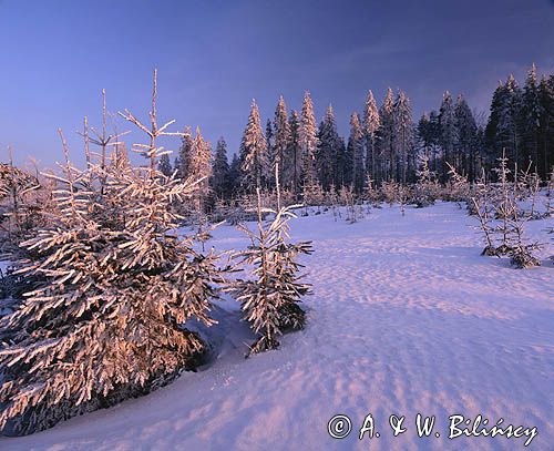 Malinów, Beskid Śląski