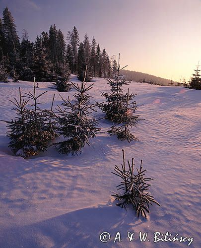 Malinów, Beskid Śląski