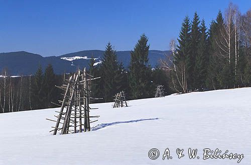 ostrewki na łące Beskid Śląski