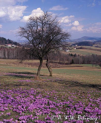 krokusy na łące koło Kasiny Wlk., Beskid Wyspowy, Polska