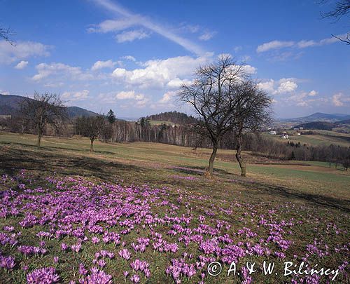 krokusy na łące koło Kasiny Wlk., Beskid Wyspowy, Polska