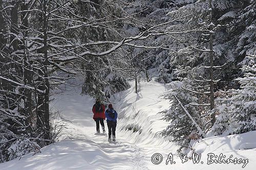 zimowy las, Beskid Wyspowy