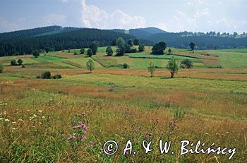 okolice Zwardonia, Beskid żywiecki