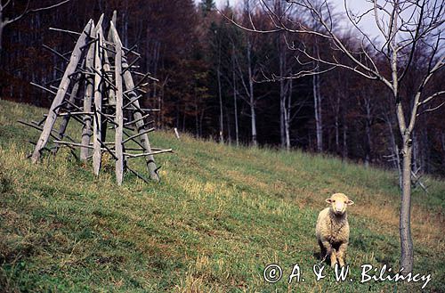 Beskid Zywiecki