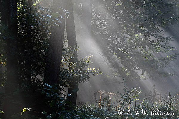 Promienie słońca we mgle, las