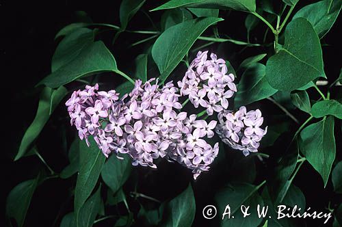 Bez, Syringa vulgaris