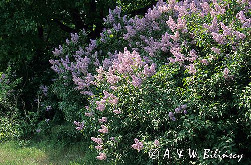 Bez, Syringa vulgaris