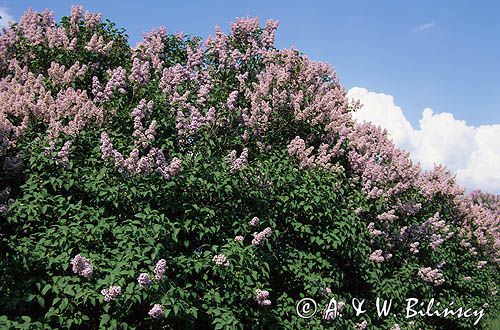 Bez, Syringa vulgaris