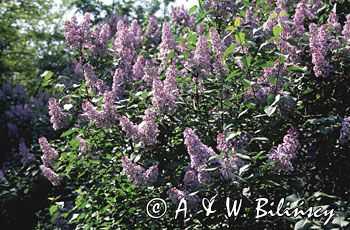 Bez, Syringa vulgaris