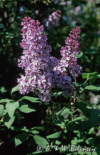 Bez, Syringa vulgaris