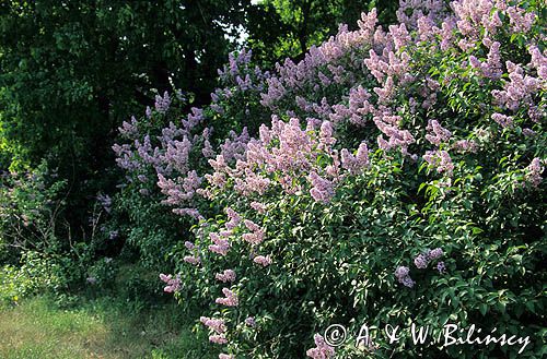 Bez, Syringa vulgaris