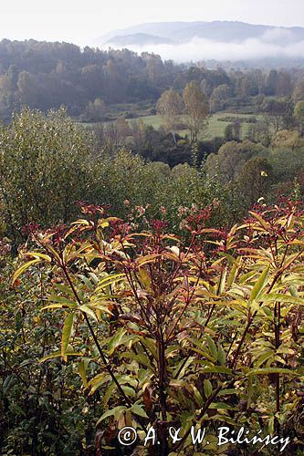 Sambucus ebulus bez hebd