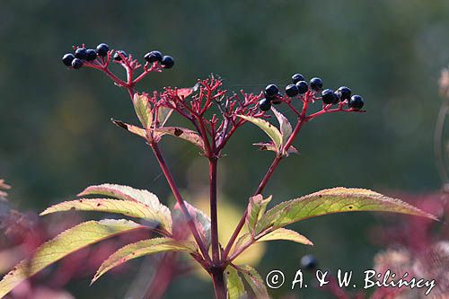 Sambucus ebulus bez hebd