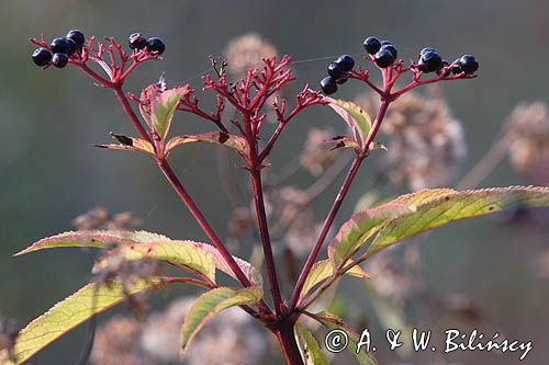 Sambucus ebulus bez hebd