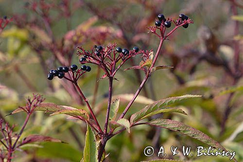 Sambucus ebulus bez hebd