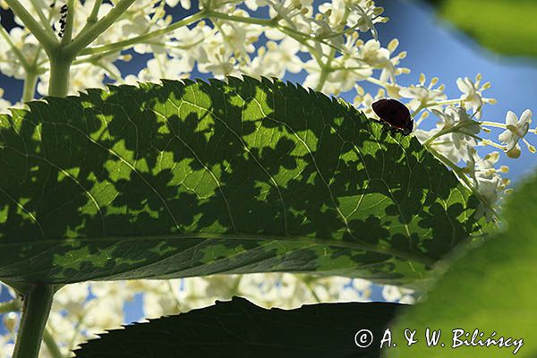 Czarny bez, Sambucus nigra i biedronka siedmiokropka, Coccinella septempunctata