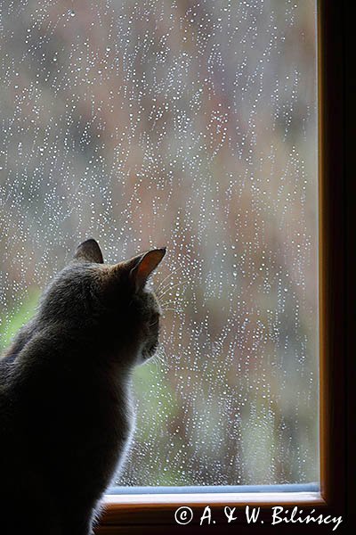 Kotka Beżotka w oknie, deszcz na szybie