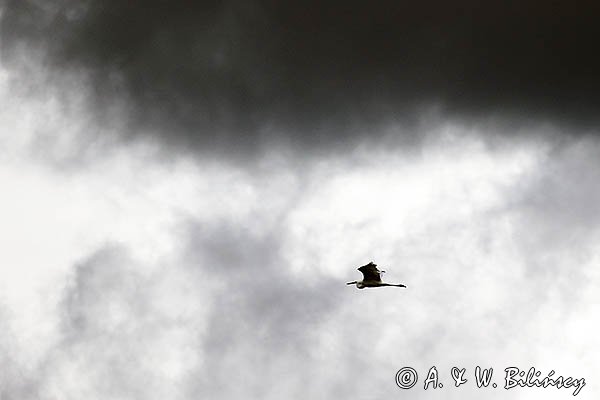 Czapla biała, Casmerodius albus, Ardea alba, Egretta alba