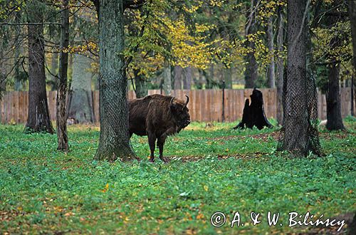 Puszcza Białowieska, Białowieża, rezerwat pokazowy żubrów, żubr Bison bonasus