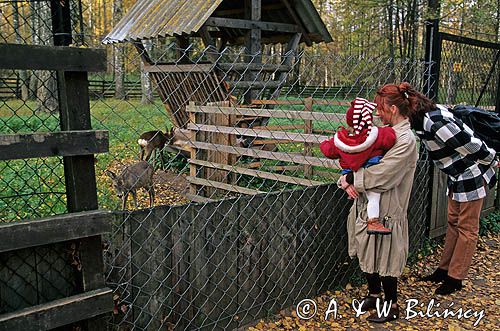 Puszcza Białowieska, Białowieża, rezerwat pokazowy żubrów