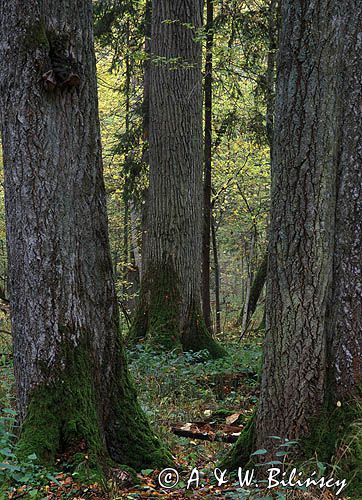 Białowieski Park Narodowy, rezerwat ścisły