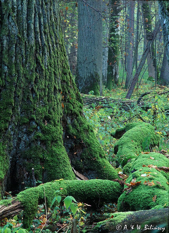 Białowieski Park Narodowy, rezerwat ścisły