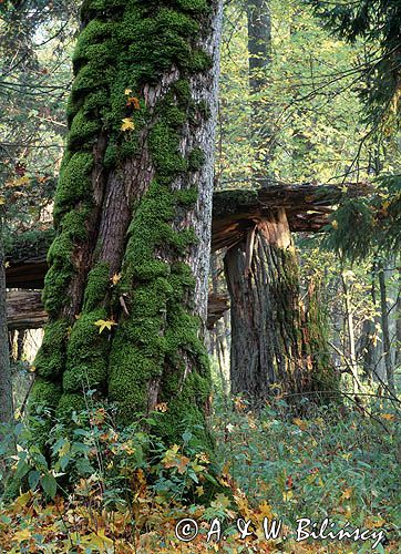 Białowieski Park Narodowy, rezerwat ścisły