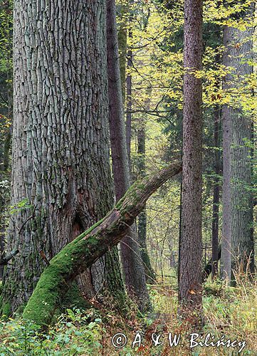 Białowieski Park Narodowy, rezerwat ścisły