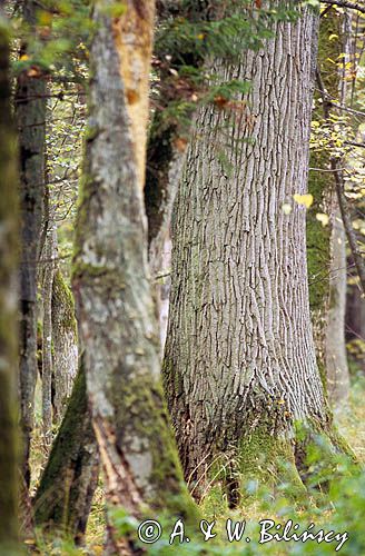 Puszcza Białowieska Białowieski Park Narodowy