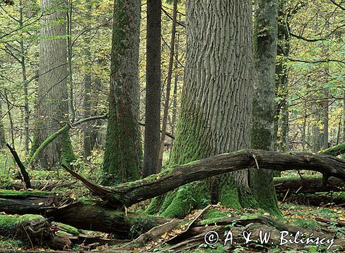 Białowieski Park Narodowy, rezerwat ścisły