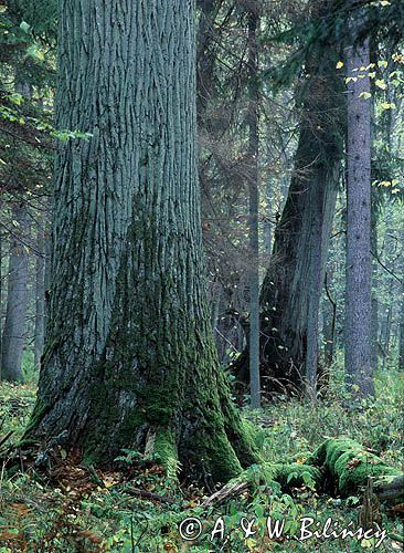 Białowieski Park Narodowy, rezerwat ścisły