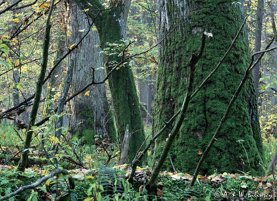 Białowieski Park Narodowy, rezerwat ścisły